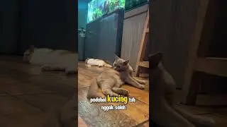 Jangan asal pilih makanan cuma karena murah!! Karena efeknya bukan hari ini, tapi nanti #cat #anabul