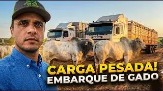 PASSOU DOS 700KG: UM DOS EMBARQUE MAIS PESADO DO NOSSO CONFINAMENTO