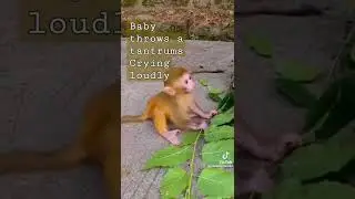 Baby Monkey Throws a fit & crys loudly 😭