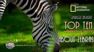 Top 10 Interesting Facts about Zebras