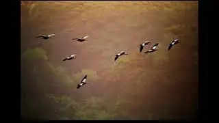        Birds Pune Maharashtra. ! 
