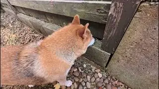 侵入者アリ！緊急でカメラ回しています！