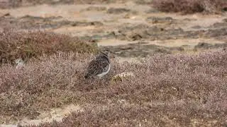 Ruddy Turnstone, Voltapietre (Arenaria interpres)