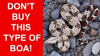 Pet Boa Origins: Captive Bred vs. Wild Caught vs. Farm Bred (AVOID This Type!)
