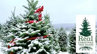 LIVE: Michigan Christmas Tree Farm Tour