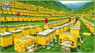 World&rsquo;s Most Expensive Royal Jelly Factory Processing &ndash; How Royal Jelly Is Made