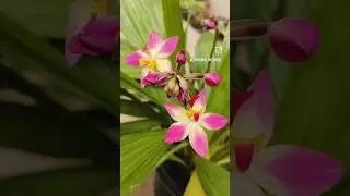 First Blooms are always special 🥹💖 #shorts #plants #garden #trending #gardening
