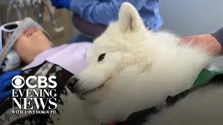 Therapy dog helps take the bite out of dental anxiety