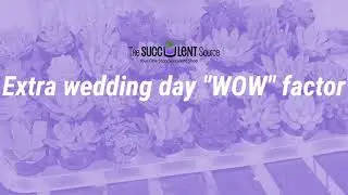 Succulent Wedding Favors - Event Favors with WOW