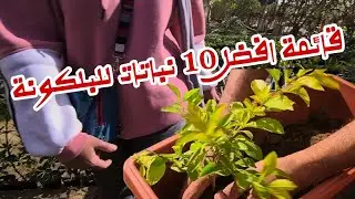 اخيرا وبعد طول انتظار 🎄 جبتلكم أشهر انواع الشتلات من أكبر وأرخص مشتل في مصر 🇪🇬