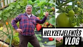 VLOG: Helyzetjelentés 🌿  -  Így áll a veteményes a mintakertünkben 🥕   I   Kreatív Farmer