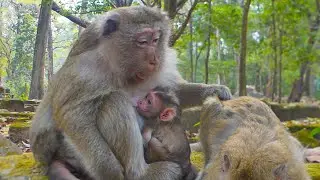 Mama Brianna tell her daughter to move cuz higher rank monkey coming