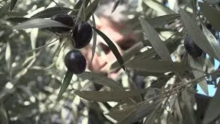 Aceitunas, GPS