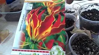 Глориоза из семян.Отправляем клубеньки глориозы на зимний период покоя.