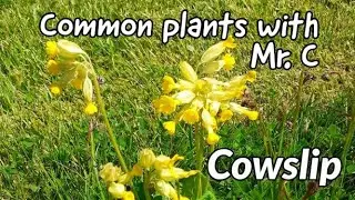 Cowslip