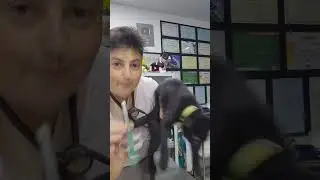O SEGREDO DE DAR REM&Eacute;DIO PARA GATOS...M
