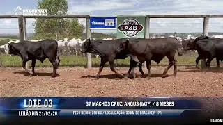 LOTE 03