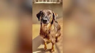 Shy, Shepherd mix named Fawna looking for best friend | Forgotten Friends