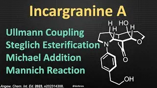 Total Synthesis of (+)-Incargranine A
