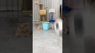It wasn't me! #fyp #adorableanimals #kitty #kittysoftiktok #catsoftiktok #catlover #cattok #spoiledc