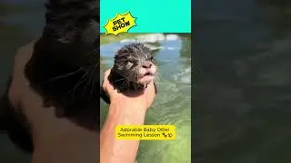 Cute Baby Otter Learns to Swim