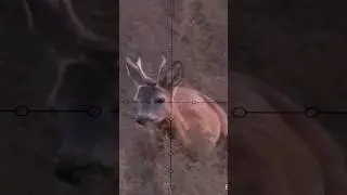 Autumn Roe buck