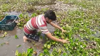 Amazing Hand Fishing. Under Mud Water & Catching  Catfish By Hand.