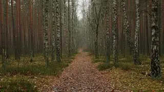 Healing Slowness of Nature - Walk in the Kampinos National Park - Autumn #5