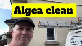 Red algae clean