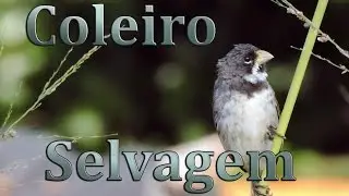 Coleiro selvagem cantando gravado ao vivo em HQ um show de p&aacute;ssaro