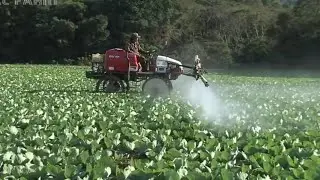 The Farmer Awesome Cabbages Farming Agriculture Technology - Japan Cabbages Harvesting - Cultivation