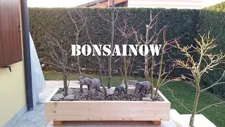 Boschetto aceri palmatum Bonsai -parte4- rinvaso