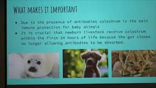 Colostrum 101