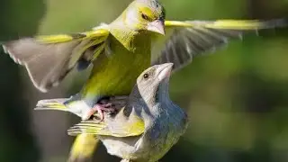  El Verderón 🟢 greenfinch bird