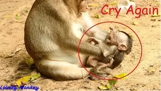 Pity Baby Monkey Copper Cry Scared Mom | Why Mom Coco Not Allow Baby Copper Walk and Run Like This?