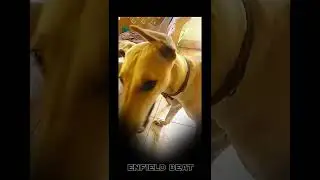 Chippiparai Cuteness! #chippiparai #petlover #dog #doglover #chippiparaidog #nativedogs #funnydogs