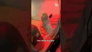 Funny Bearded Dragon Poses In Tank