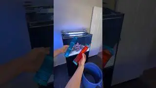 Buying our Octopus Toys