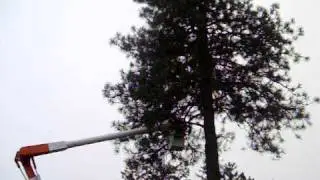 Tree Service Oregon - A to Z Tree Service in action...