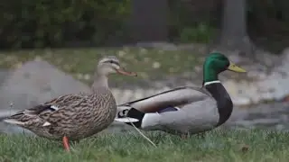 Verify: Yes, feeding ducks bread can be harmful to their health