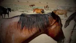 Canon T2i 550D Video and Photography - Hummingbirds & Horses