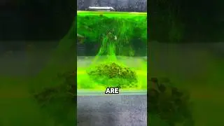 This Simple Fishing Trick Attracts Fish Instantly 🎣