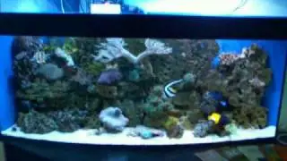 В морском аквариуме - Paracanthurus hepatus, Apolemichthys trimaculatus, Zebrasoma xanthurus