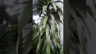 Fortune plant#trending #youtubeshorts#top#fortune#plants