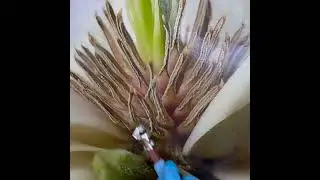 Peeking inside an encaustic flower