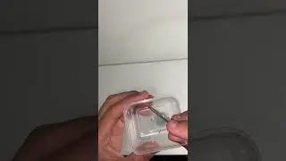 Feeding Termites to My Ants