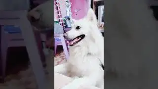 Hye ni nakhra tera nii#dogfunnyvideos #youtubeshorts