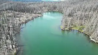 The aftermath of the fire near Waldo Lake, also a derpy dog