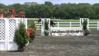 Fancy imported Large Junior/Derby horse for sale