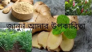 আদার আশ্চর্য গুণ 🌿 | Ginger Benefits for Health & Immunity